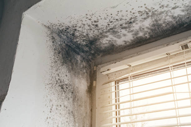 Affordable Attic Mold Removal solutions in Boyne City, MI