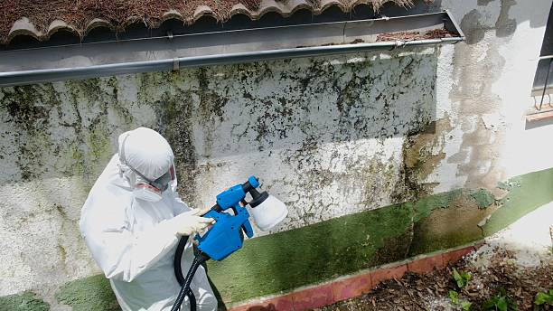Top rated local Attic Mold Removal specialists in Boyne City, MI